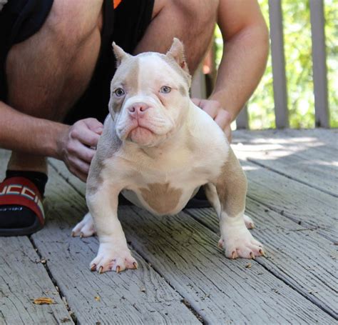pitbull puppies for sale $250 craigslist